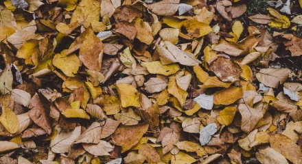 落ち葉と野菜くずで腐葉土作り