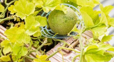 廃材を利用したプランター