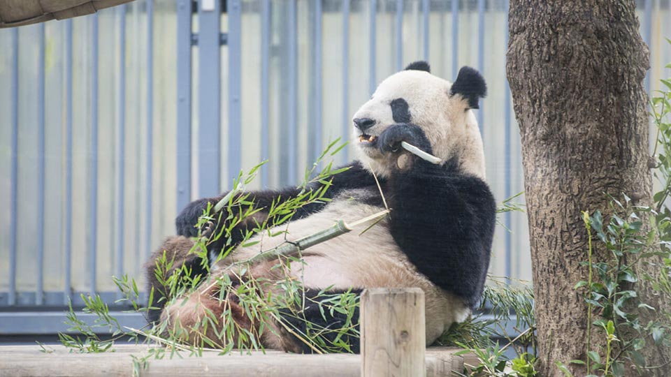 Ueno Zoo / 上野動物園