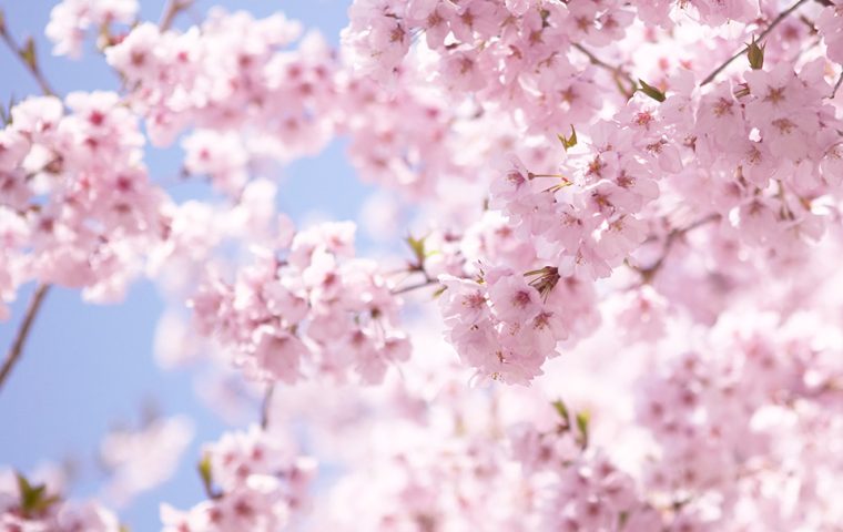 sakura